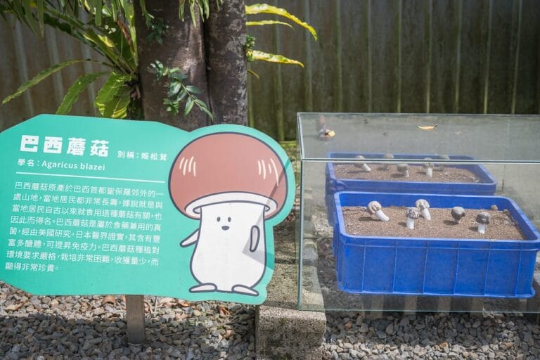 南投豐年農場｜我們去過才知道，蘑菇主題農場能做披薩DIY，菇類直售才是重點