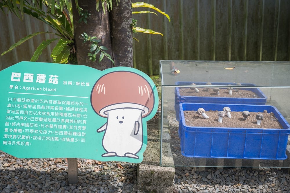 南投豐年農場|我們去過才知道,蘑菇主題農場能做披薩DIY,菇類直售才是重點 1 南投豐年農場|我們去過才知道,蘑菇主題農場能做披薩DIY,菇類直售才是重點