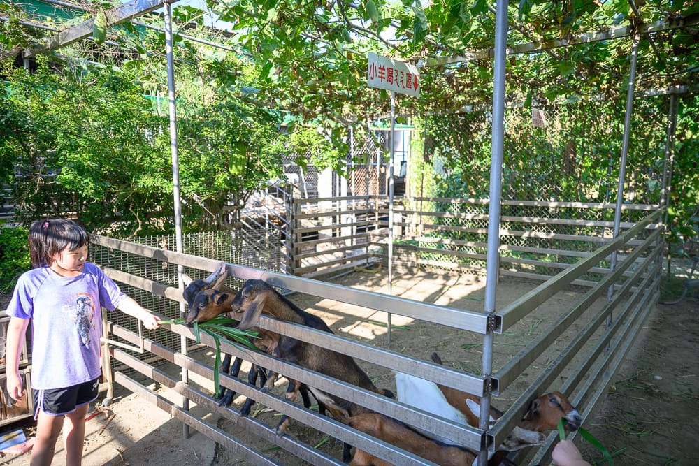 高雄禾光牧場|我們去過才知道,親手擠羊奶餵山羊,沙坑咖啡廳全包了 3 禾光牧場 - 禾光牧場在哪?位置、規模與遊玩動線