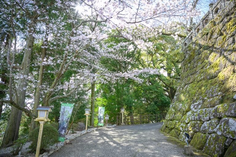日本武雄-武雄神社｜石牆、櫻花、路燈、旗幟、樹木、石子路。右側為覆滿青苔的古老石牆，左側與上方垂掛盛開的粉白櫻花。林間小