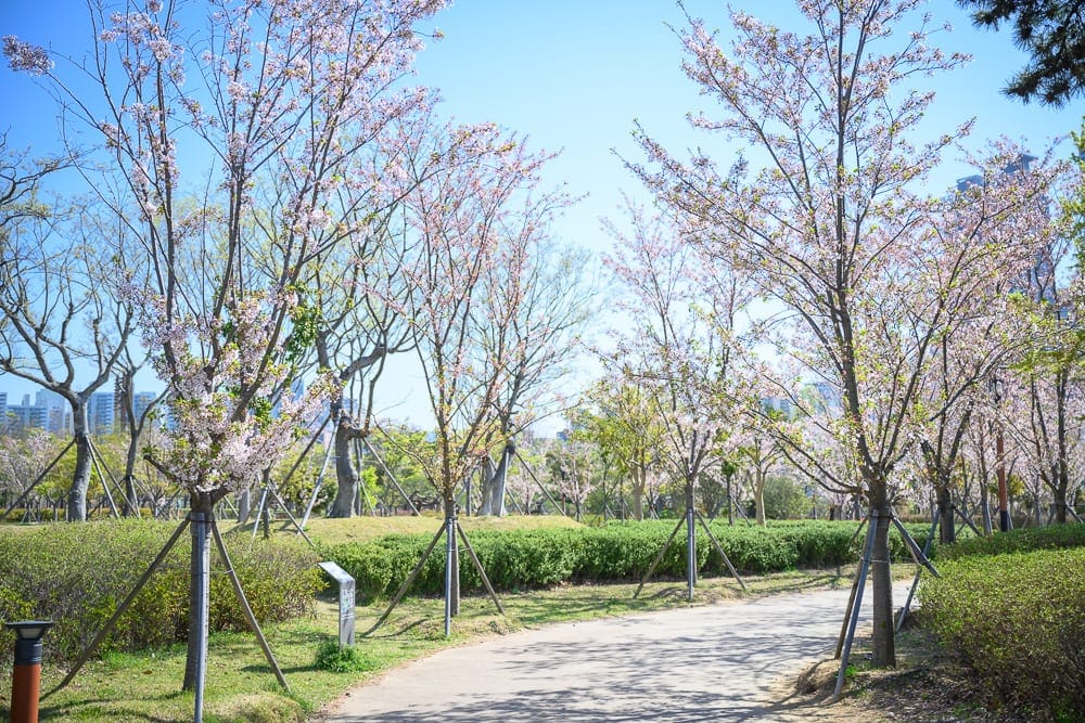 韓國釜山釜山市民公園｜晴朗藍天下，櫻花、公園、步道、綠樹、草地，陽光灑落，呈現明亮、清新的春日氛圍。