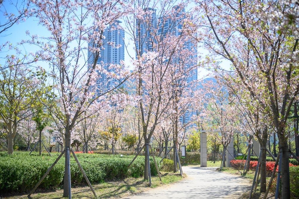韓國釜山釜山市民公園｜櫻花樹、步道、高樓、公園、草地、藍天，陽光灑落戶外，花朵盛開，景致明亮。