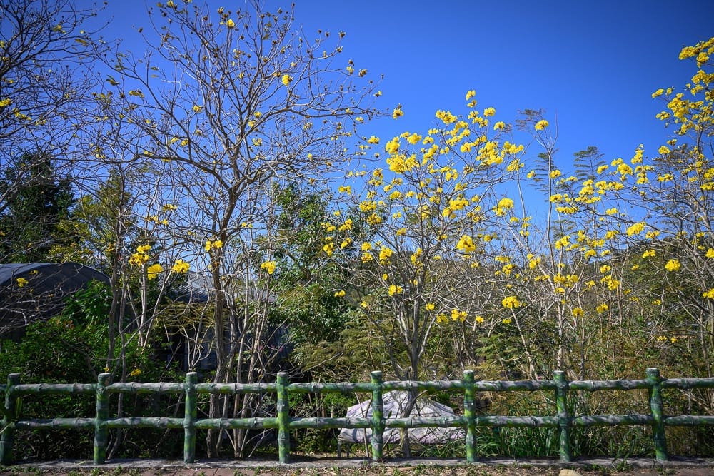 新竹巨埔休閒農場|我們去過才知道,彩虹隧道加圓管小屋,黃花風鈴木才是主打 2 巨埔休閒農場黃花風鈴木盛開