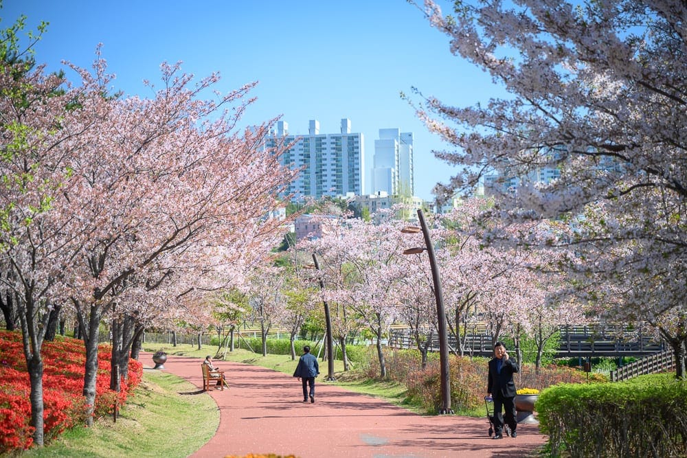 韓國釜山釜山市民公園 春季花況與平假日人流建議