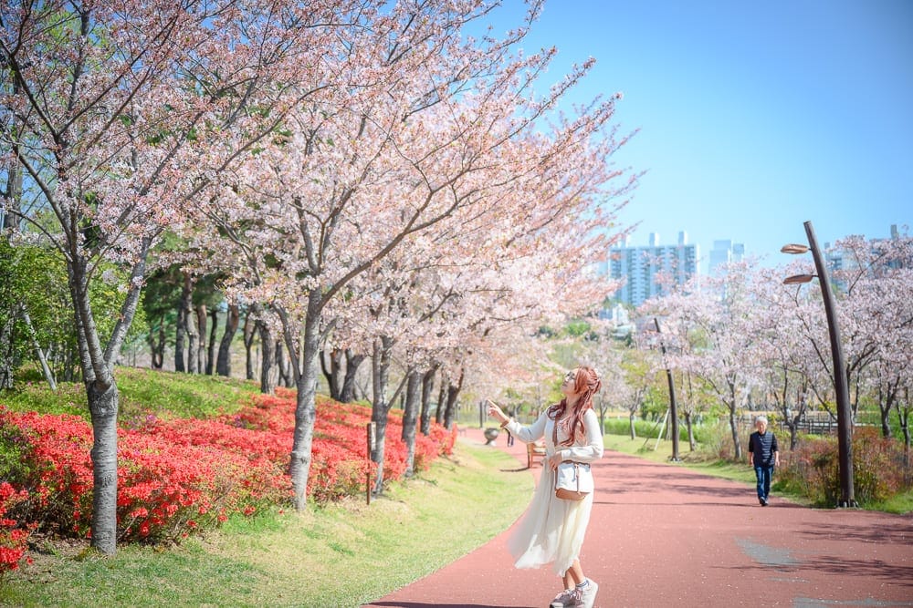 韓國釜山釜山市民公園｜女子、櫻花、街道、紅花、草地、大樓，晴朗天空中微風吹拂，粉白櫻花與鮮紅花叢點綴步道，遠處可見城市建築