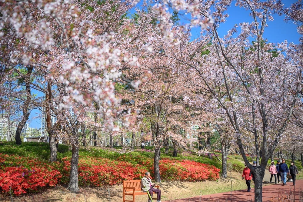 韓國釜山釜山市民公園｜櫻花、杜鵑花、長椅、行人、公園，春日晴空下繁花盛開。草地上鋪滿紅花與綠樹，步道旁人們散步，有人獨坐長