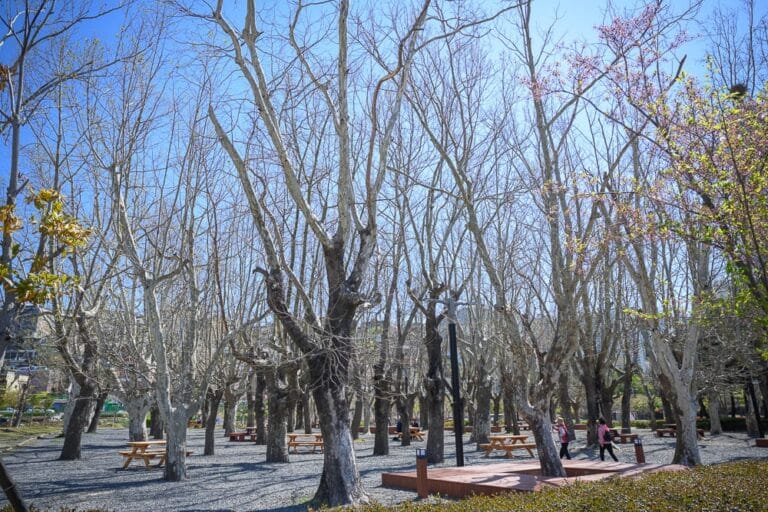 韓國釜山釜山市民公園｜枯樹，林木，戶外，公園，野餐桌，藍天，晴朗，白天。陽光下，茂密的枯木林立於鋪滿碎石的地面，枝枒交錯伸