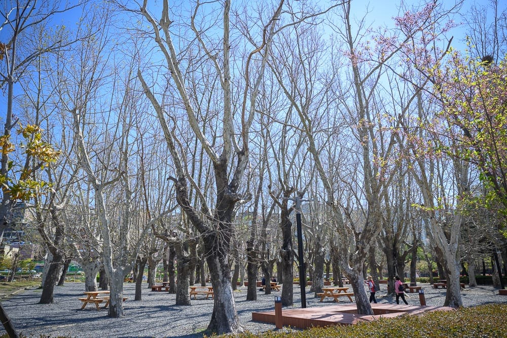 韓國釜山釜山市民公園｜枯樹，林木，戶外，公園，野餐桌，藍天，晴朗，白天。陽光下，茂密的枯木林立於鋪滿碎石的地面，枝枒交錯伸