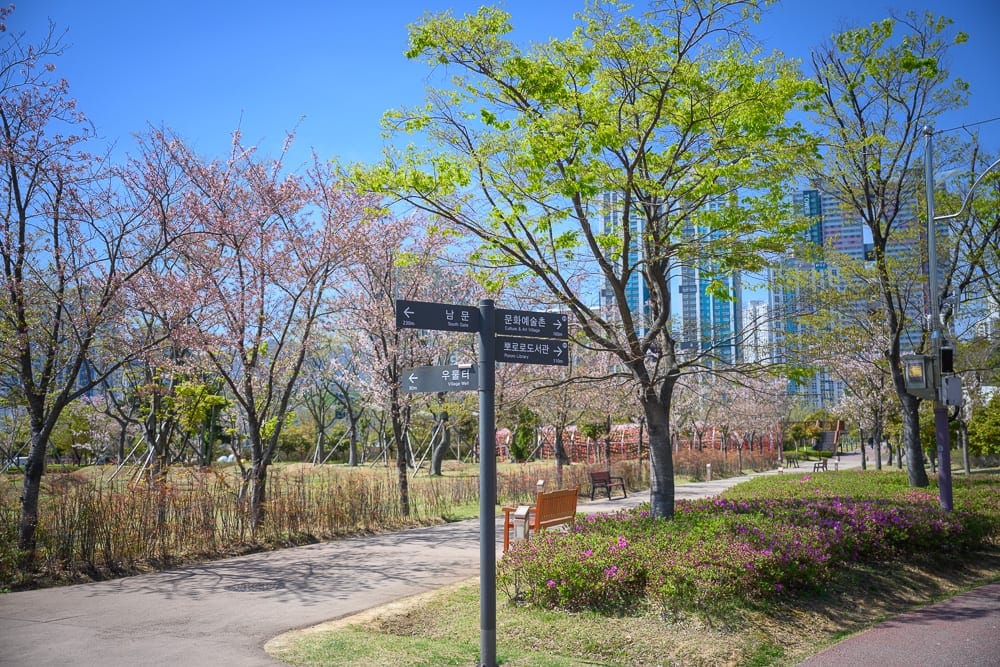 韓國釜山釜山市民公園｜指示牌、公園、步道、櫻花樹、綠樹、草地、遠方大樓、藍天，春日戶外陽光明媚，氣氛清幽。