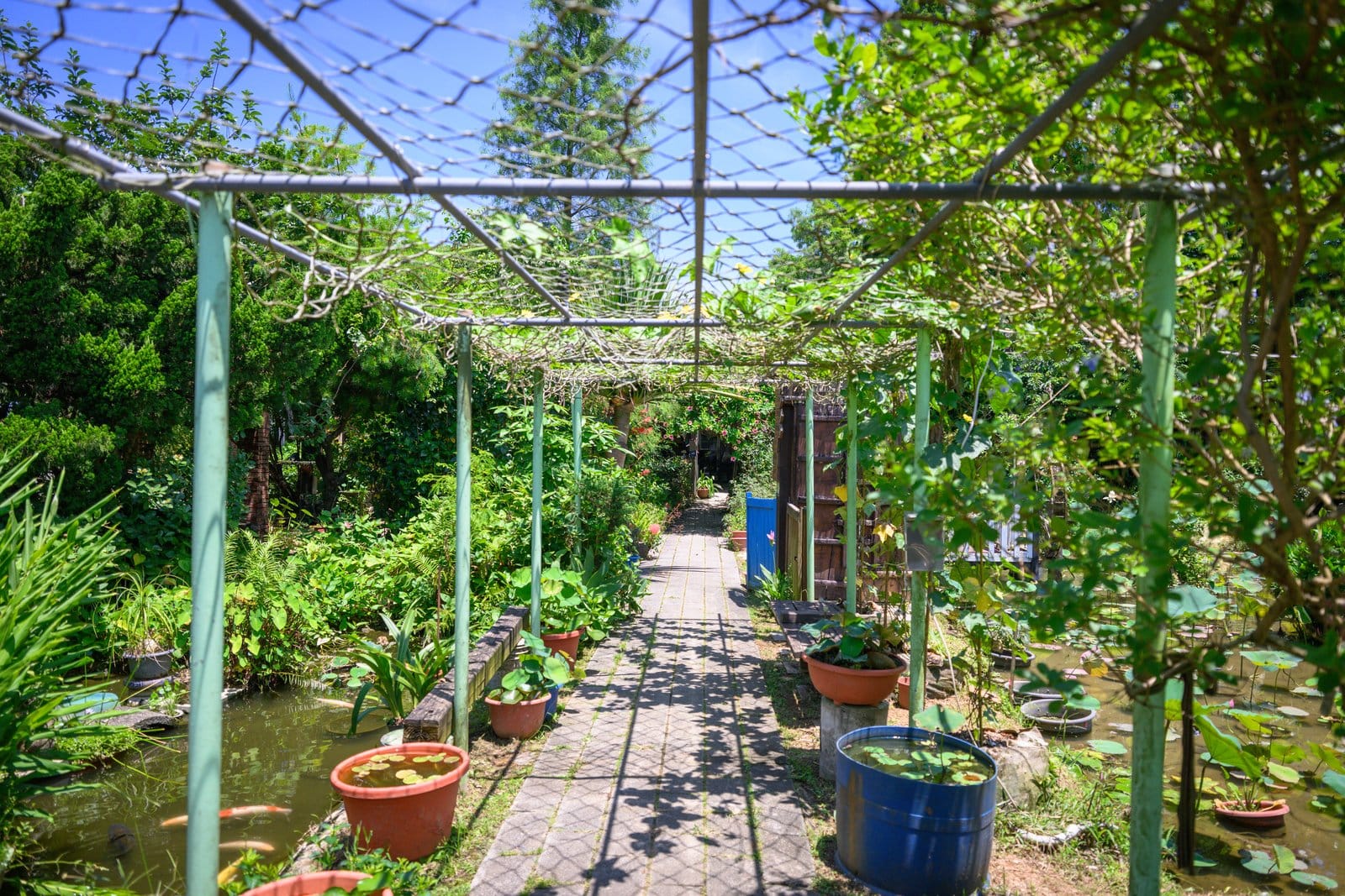 桃園觀音景點【蓮荷園休閒農場】坐大王蓮.找獨角仙.吃蓮子雪花冰,漂浮荷花池上超好玩!