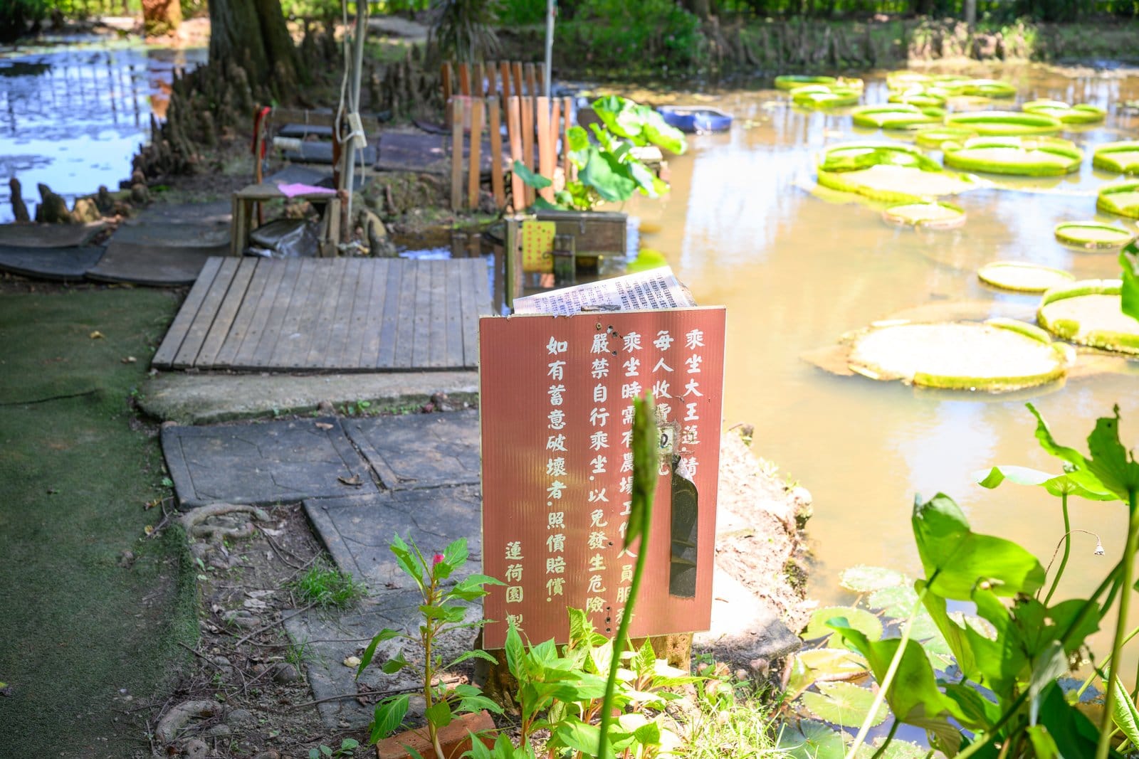 桃園觀音景點【蓮荷園休閒農場】坐大王蓮.找獨角仙.吃蓮子雪花冰,漂浮荷花池上超好玩!