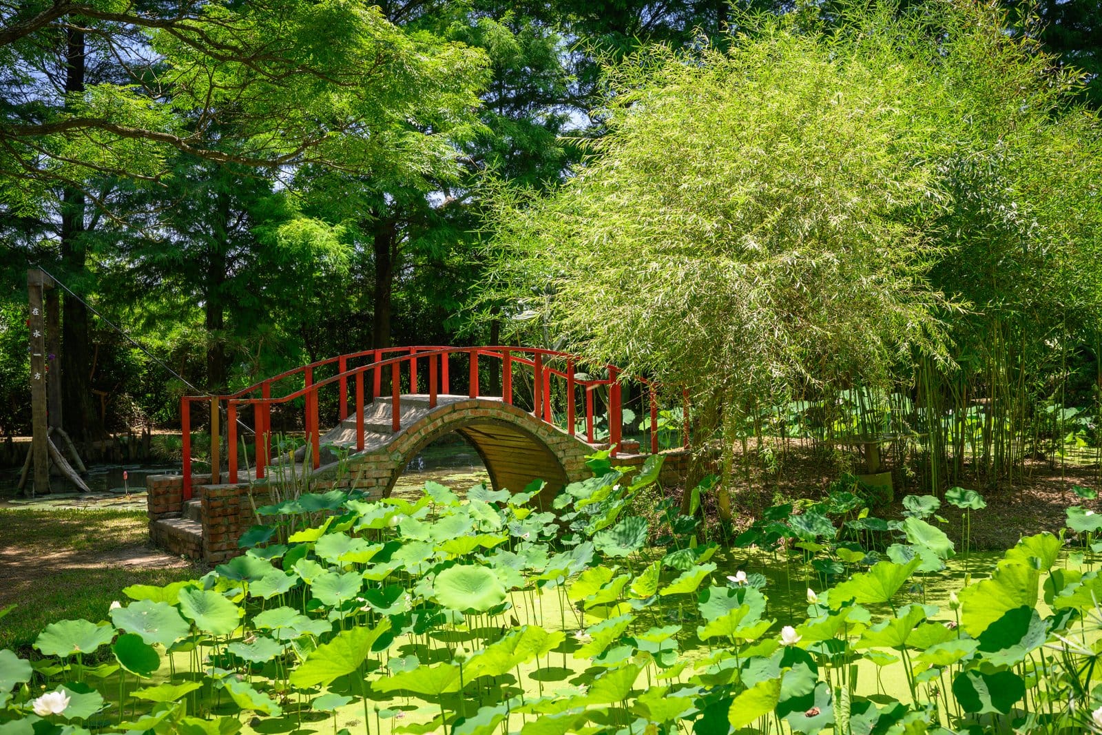桃園觀音景點【蓮荷園休閒農場】坐大王蓮.找獨角仙.吃蓮子雪花冰,漂浮荷花池上超好玩!