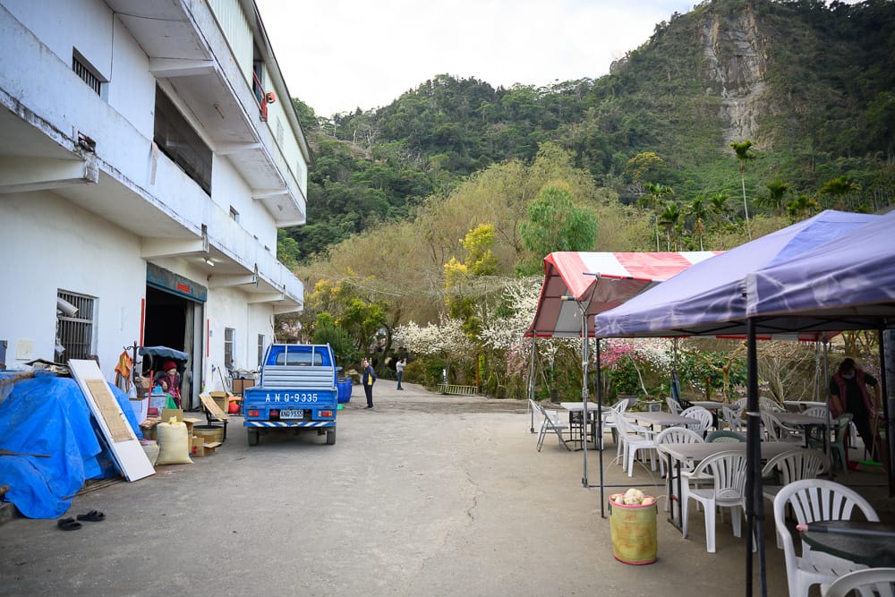 雲林青山坪農|我們去過才知道,山谷裡的粉色櫻花林配白色老建築,這樣才對味 2 青山坪農場景