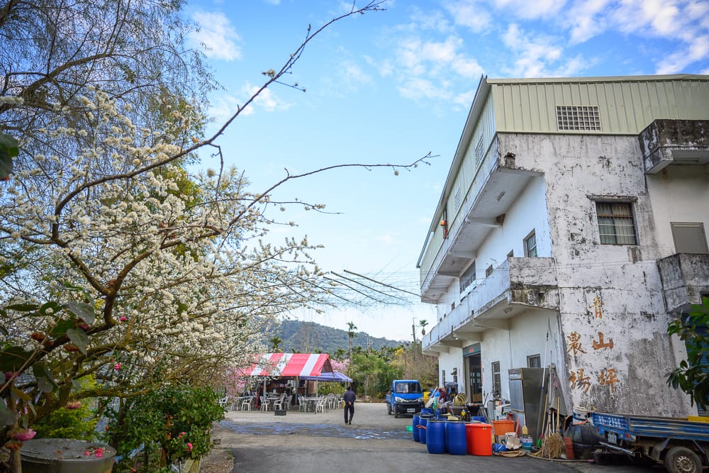 雲林青山坪農|我們去過才知道,山谷裡的粉色櫻花林配白色老建築,這樣才對味 6 青山坪農 - 青山坪農附近景點與一日遊組合