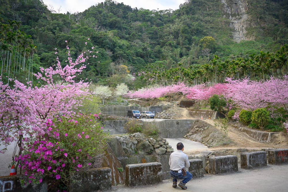 雲林青山坪農|我們去過才知道,山谷裡的粉色櫻花林配白色老建築,這樣才對味 3 青山坪農 - 青山坪農在哪?位置、規模與遊玩動線