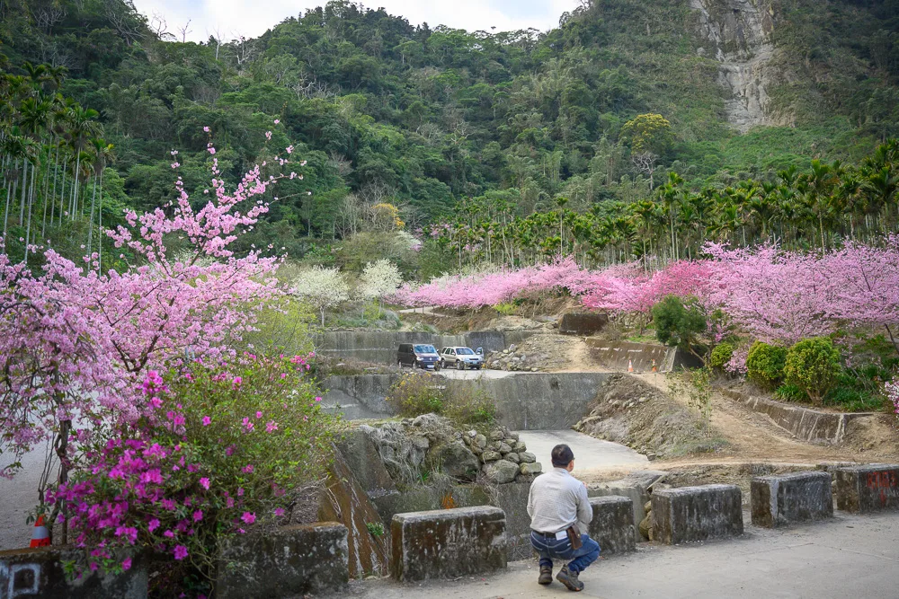 雲林古坑青山坪咖啡農場|我們去過才知道,山谷裡的粉色櫻花林配白色老建築,這樣才對味 3 青山坪咖啡農場 - 青山坪咖啡農場在哪?位置、規模與遊玩動線