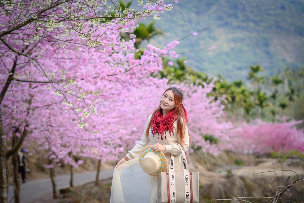雲林青山坪農|我們去過才知道,山谷裡的粉色櫻花林配白色老建築,這樣才對味 1 雲林青山坪農|我們去過才知道,山谷裡的粉色櫻花林配白色老建築,這樣才對味