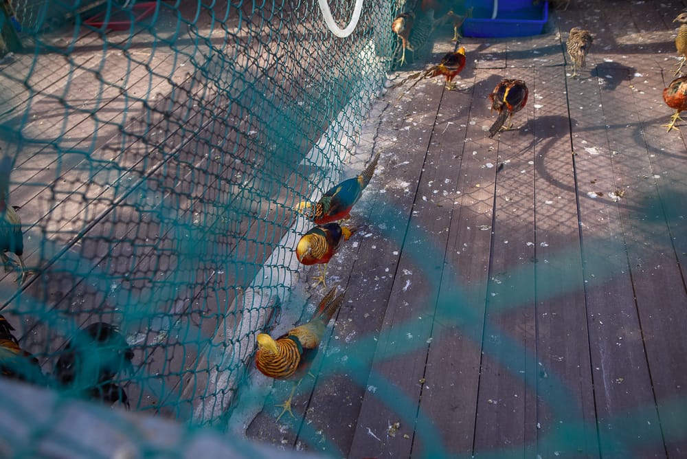 花蓮開心農場|我們去過才知道,餵動物、電動三輪車、貨櫃市集全在同一個農場 5 花蓮開心農場 - 開心農場的餐飲與配套設施