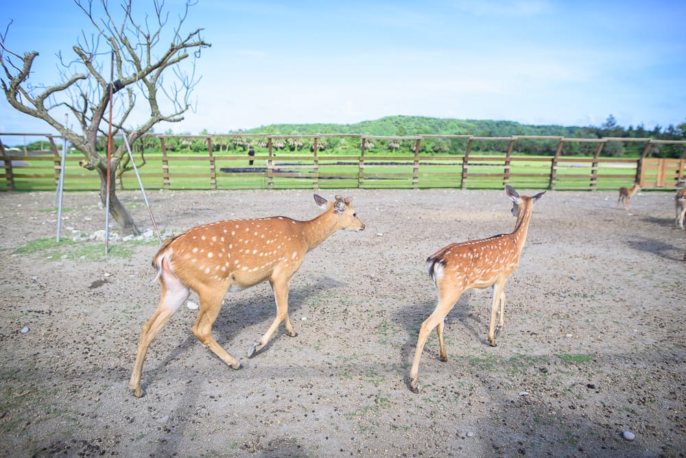 花蓮開心農場|我們去過才知道,餵動物、電動三輪車、貨櫃市集全在同一個農場 4 花蓮開心農場 - 開心農場必看亮點與主要體驗