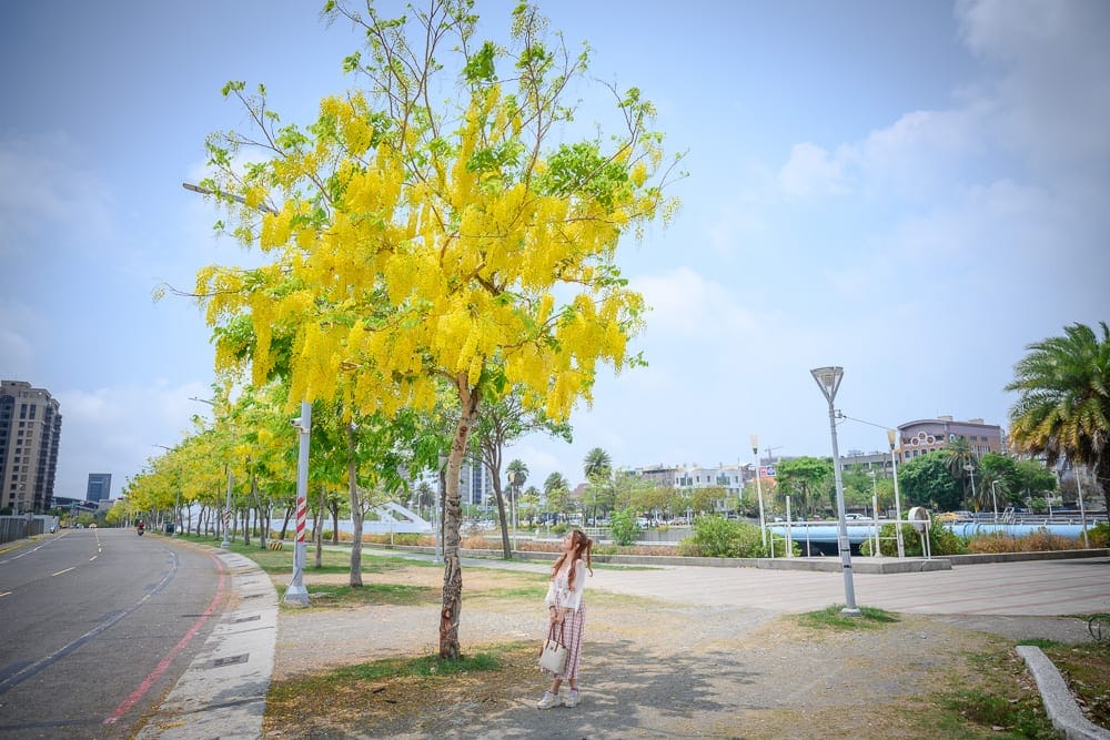 高雄飛機公園阿勃勒