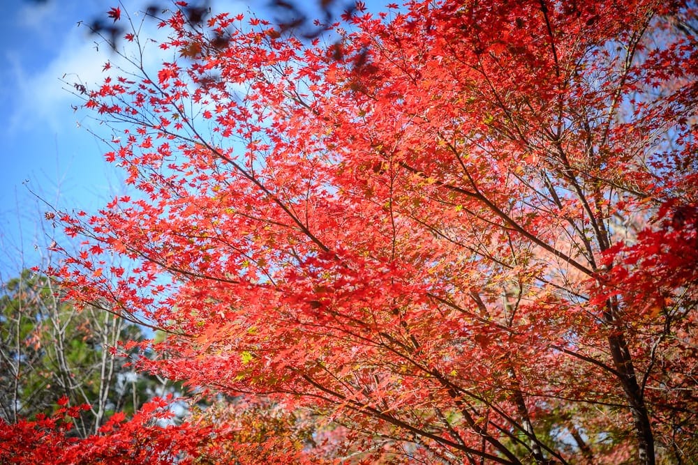 日本京都北野天滿宮完整攻略|紅葉步道與秋季楓情 12 日本京都北野天滿宮|紅色楓樹、樹枝、藍天、白雲、綠樹。