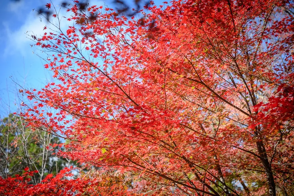 日本京都北野天滿宮｜紅色楓樹、樹枝、藍天、白雲、綠樹。