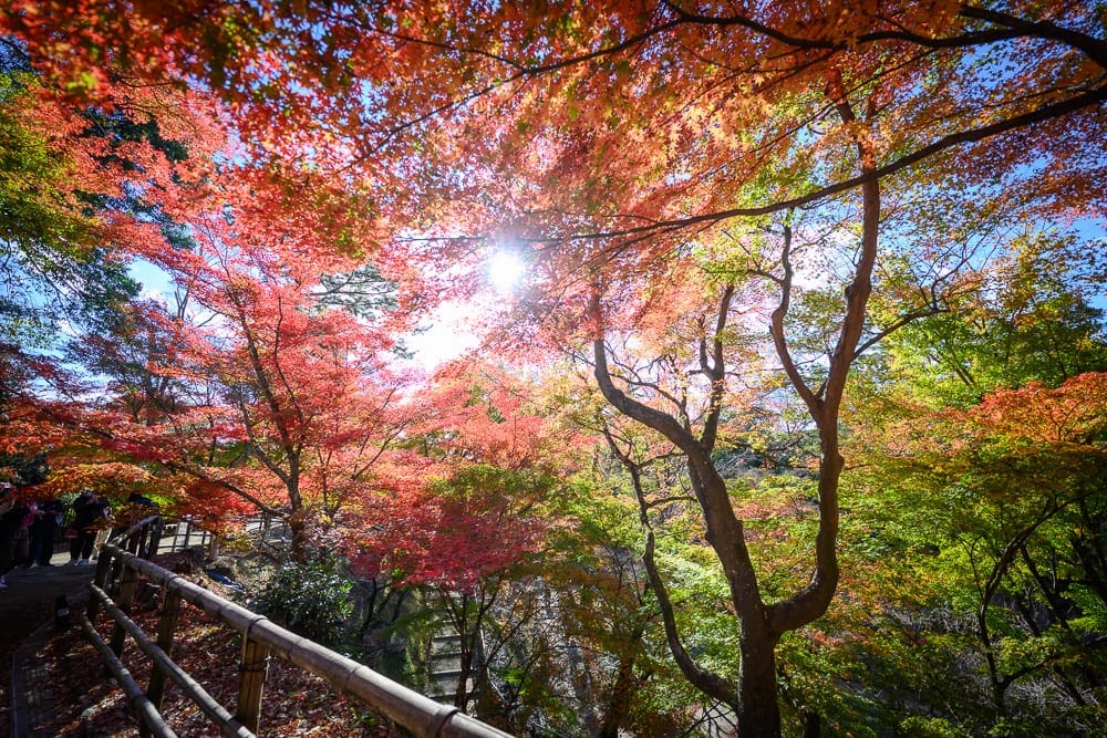 日本京都北野天滿宮完整攻略|紅葉步道與秋季楓情 4 日本京都北野天滿宮 秋季賞楓時機與避開人潮技巧