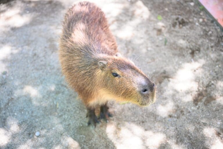 花蓮洄瀾灣親子動物園|我們去過才知道,水豚可以直接進圍欄餵食,羊駝也在 12 花蓮洄瀾灣親子動物園|我們去過才知道,水豚可以直接進圍欄餵食,羊駝也在
