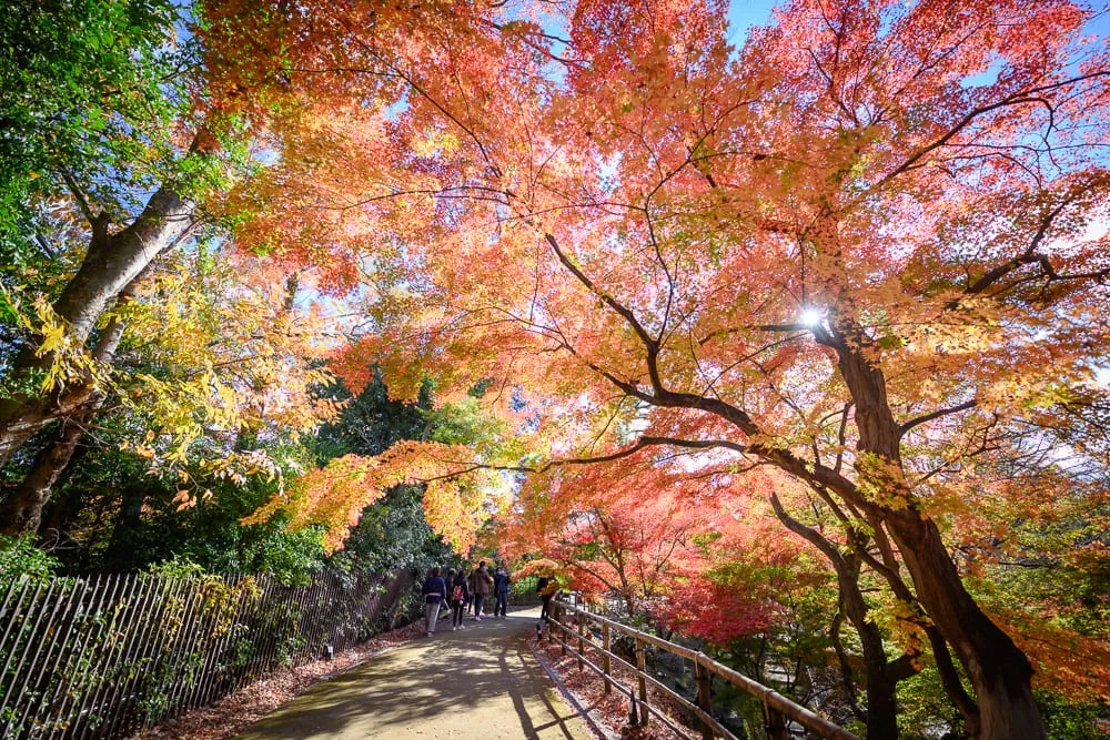 日本京都北野天滿宮｜楓樹、步道、欄杆、圍欄、樹叢、藍天，遠處有數人沿著步道行走。楓樹葉呈現紅、橙、黃、綠的色彩，樹木枝繁