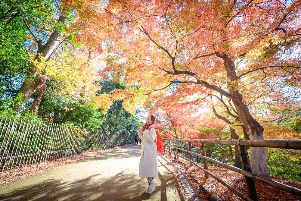 日本京都北野天滿宮完整攻略|紅葉步道與秋季楓情 7 日本京都北野天滿宮 紅葉與落葉步道
