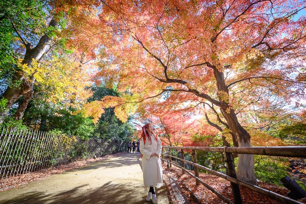 日本京都北野天滿宮完整攻略|紅葉步道與秋季楓情 6 日本京都北野天滿宮 紅葉樹下的木欄杆步道