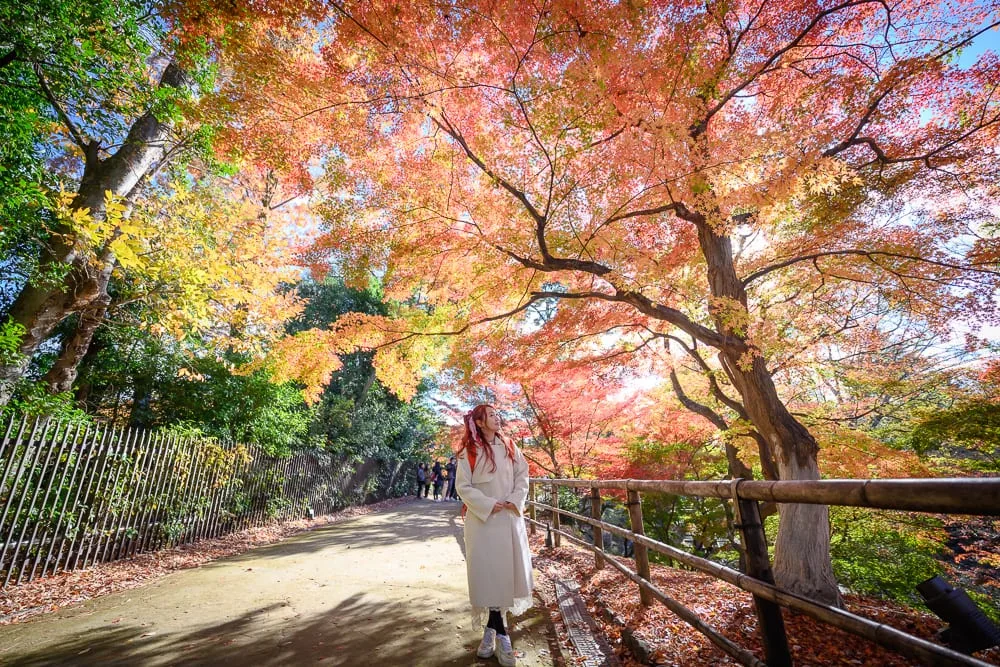 日本京都北野天滿宮 紅葉樹下的木欄杆步道