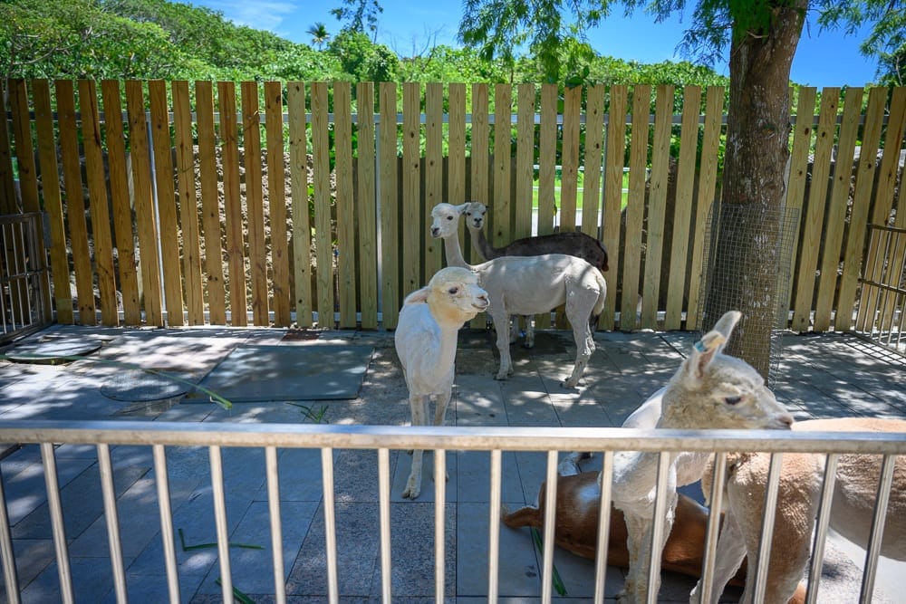 花蓮洄瀾灣親子動物園