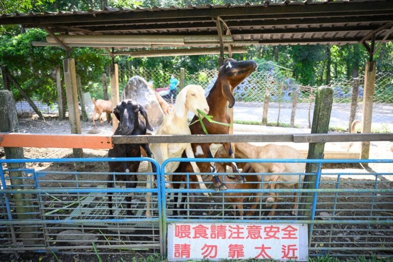 屏東囍羊羊牧場｜我們去過才知道，餵羊、喝鮮羊奶、吃水果冰棒一次解決