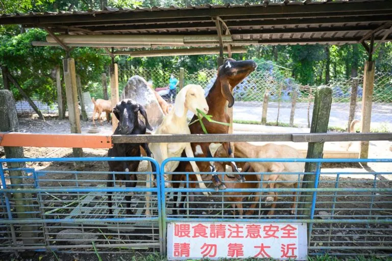 屏東囍羊羊牧場｜我們去過才知道，餵羊、喝鮮羊奶、吃水果冰棒一次解決