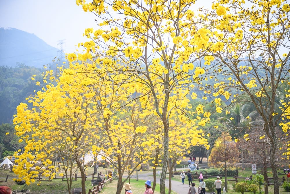 嘉義旺來山愛情大草原