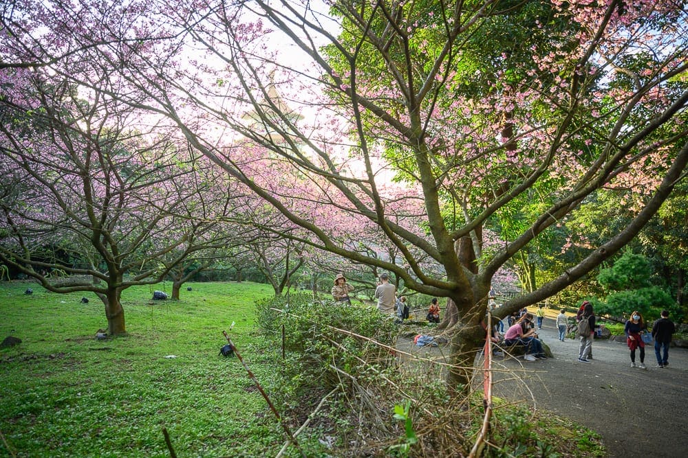 新北淡水天元宮櫻花｜公園、草地、樹、粉色花、綠葉、遊人。