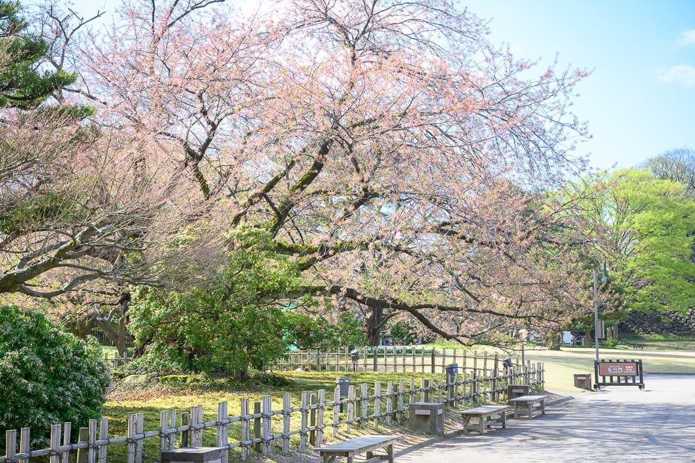 日本金澤-金澤城公園 花樹夾道石板路與竹籬笆長凳