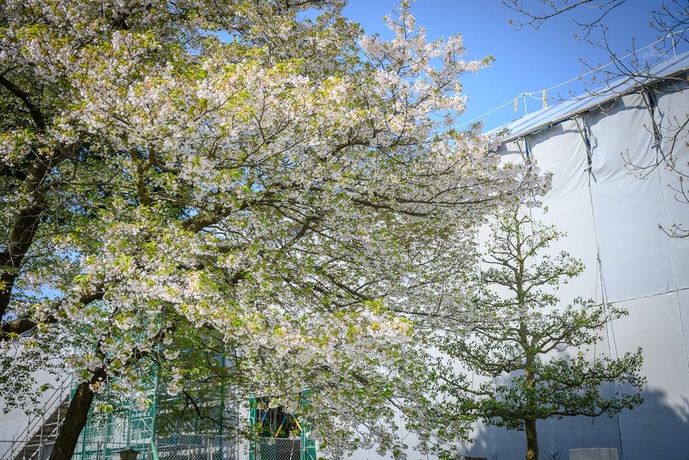 日本金澤-金澤城公園｜櫻花樹、茂密花朵、綠葉、鷹架、白色防塵網、藍天，枝條交錯延伸，右側為施工中的建築外牆。