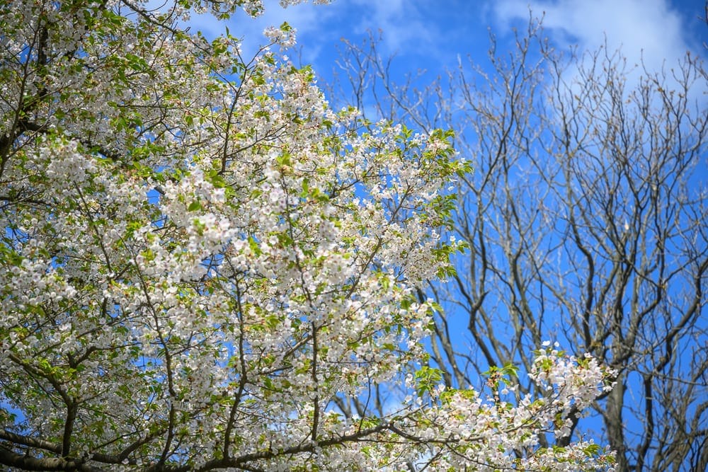 日本金澤-金澤城公園｜樹枝、櫻花、藍天、枯樹。畫面左側滿開白色櫻花，交錯著綠葉與深色枝條；右側為枝條錯綜的枯樹。背景為藍天