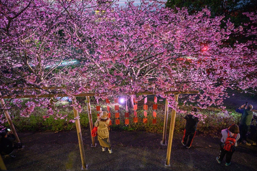 新北淡水天元宮櫻花 三色櫻、吉野櫻與燈籠節慶佈景
