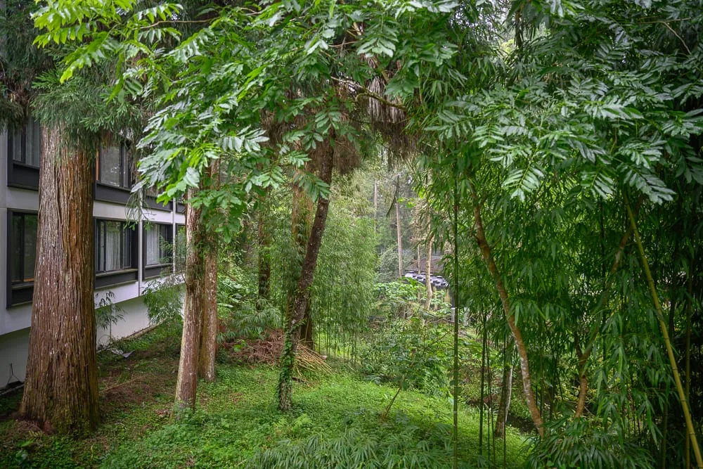 南投溪頭福華渡假飯店完整攻略|漢光樓住宿體驗與夜間生態導覽 6 南投溪頭福華飯店 螢火蟲季與服務注意事項