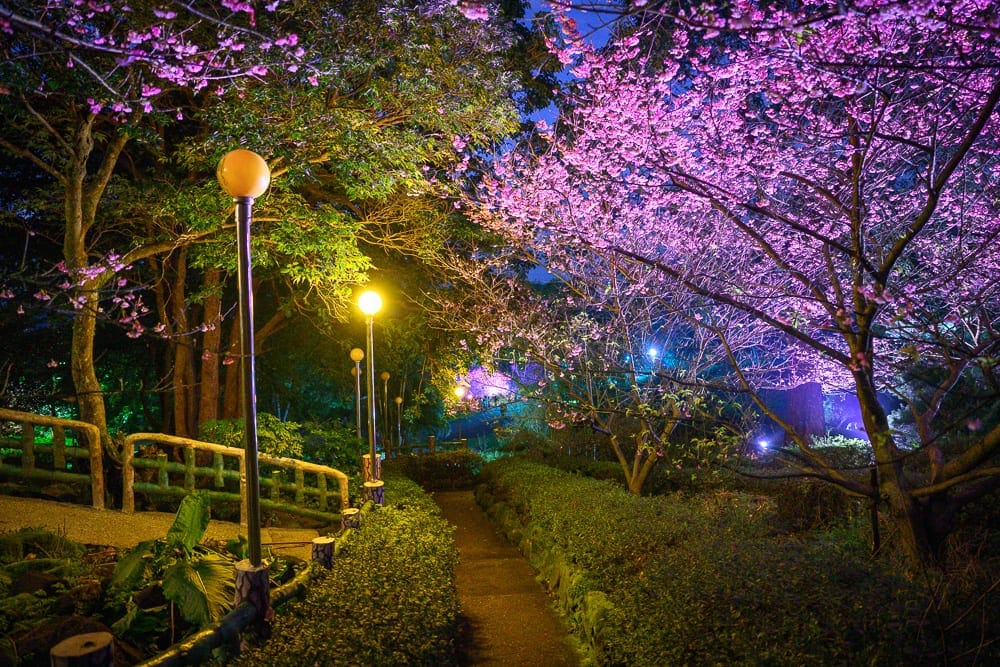 新北淡水天元宮櫻花 白天走花道與夜間燈光路線