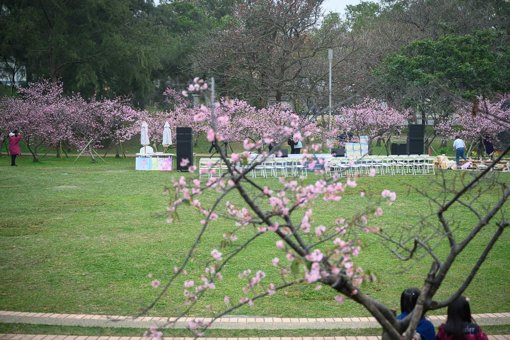 新竹免費景點懶人包|10+個免費景點(公園櫻花、動物園、香山濕地賞蟹步道) 2 新竹新竹公園櫻花
