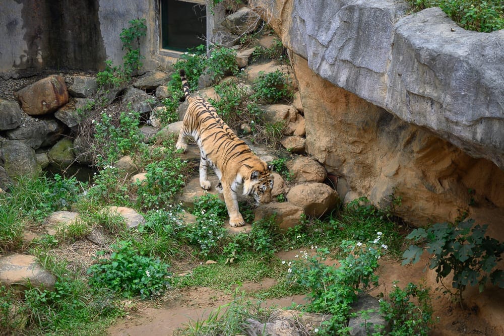 新竹免費景點懶人包|10+個免費景點(公園櫻花、動物園、香山濕地賞蟹步道) 3 新竹新竹動物園