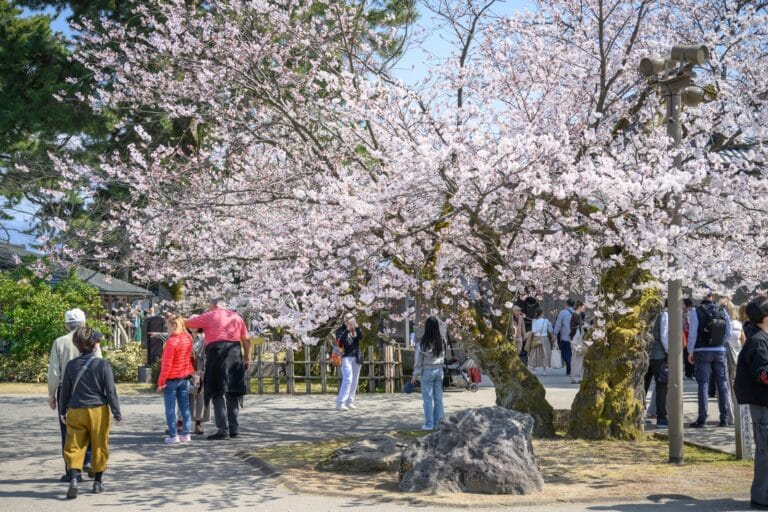 日本金澤城公園完整攻略|石牆博物館與春日櫻花隧道玩法解析 4 日本金澤-金澤城公園|櫻花樹、遊客、戶外廣場、路燈、石塊,陽光灑落的戶外空間中,盛開的粉白櫻花樹下有許多遊客漫步、拍照與賞