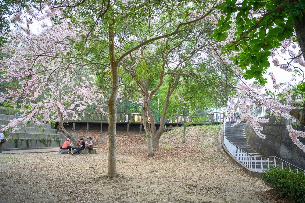 嘉義竹崎公園花旗木