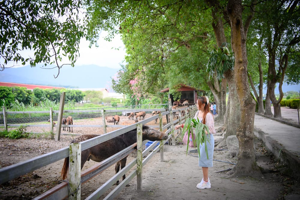 花蓮吉蒸牧場|我們去過才知道,餵小馬、逛可愛動物區,牛斑點造景拍起來有夠好看 6 花蓮吉蒸牧場 - 吉蒸牧場附近景點與一日遊組合