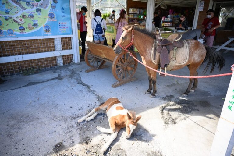花蓮崇德營農場｜我們去過才知道，成馬幼馬同場、湖畔草坪配山景，景觀餐廳才是亮點