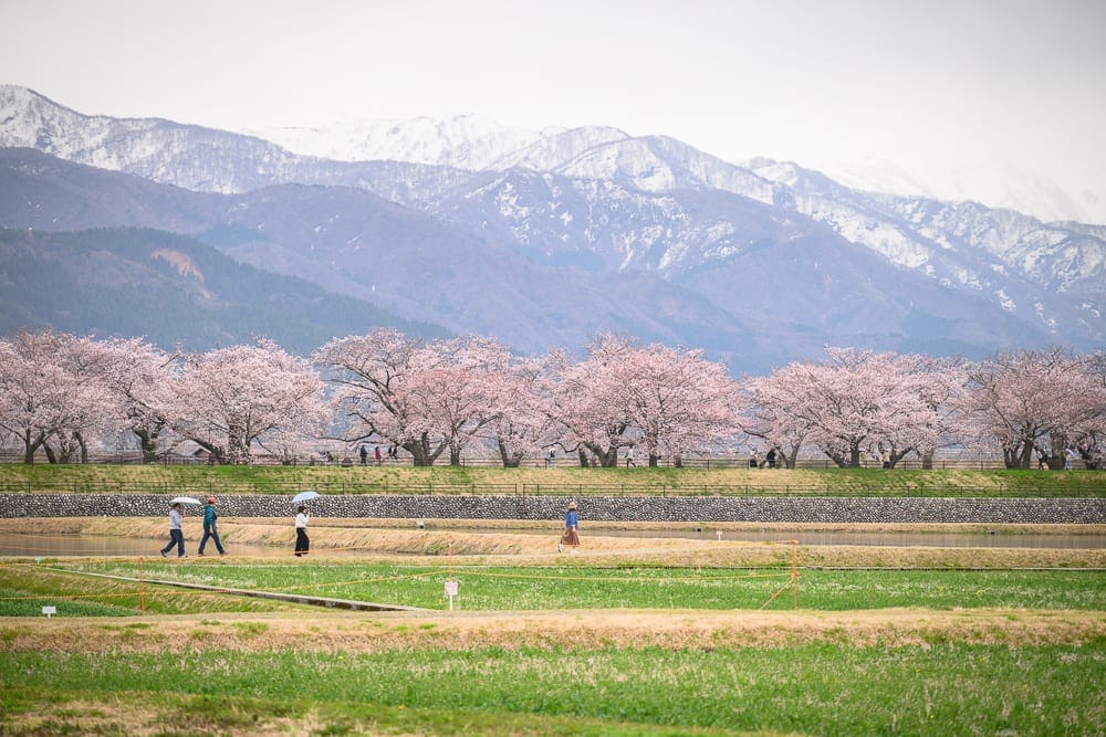 日本富山春之四重奏完整攻略|櫻花、雪山、鬱金香絕景與停車預約指南 6 日本富山-春之四重奏|遠方群山、雪景、櫻花、河堤、行人、農田、綠地,春季景致,粉色櫻花林盛開,遊客漫步其間,背景為白雪靄靄